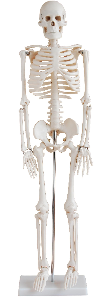 PHYWE Mini skeleton, 85 cm