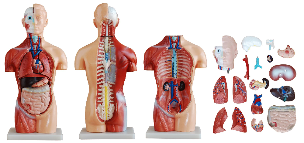PHYWE Mini torso, sexless, 18 parts, 42 cm, model