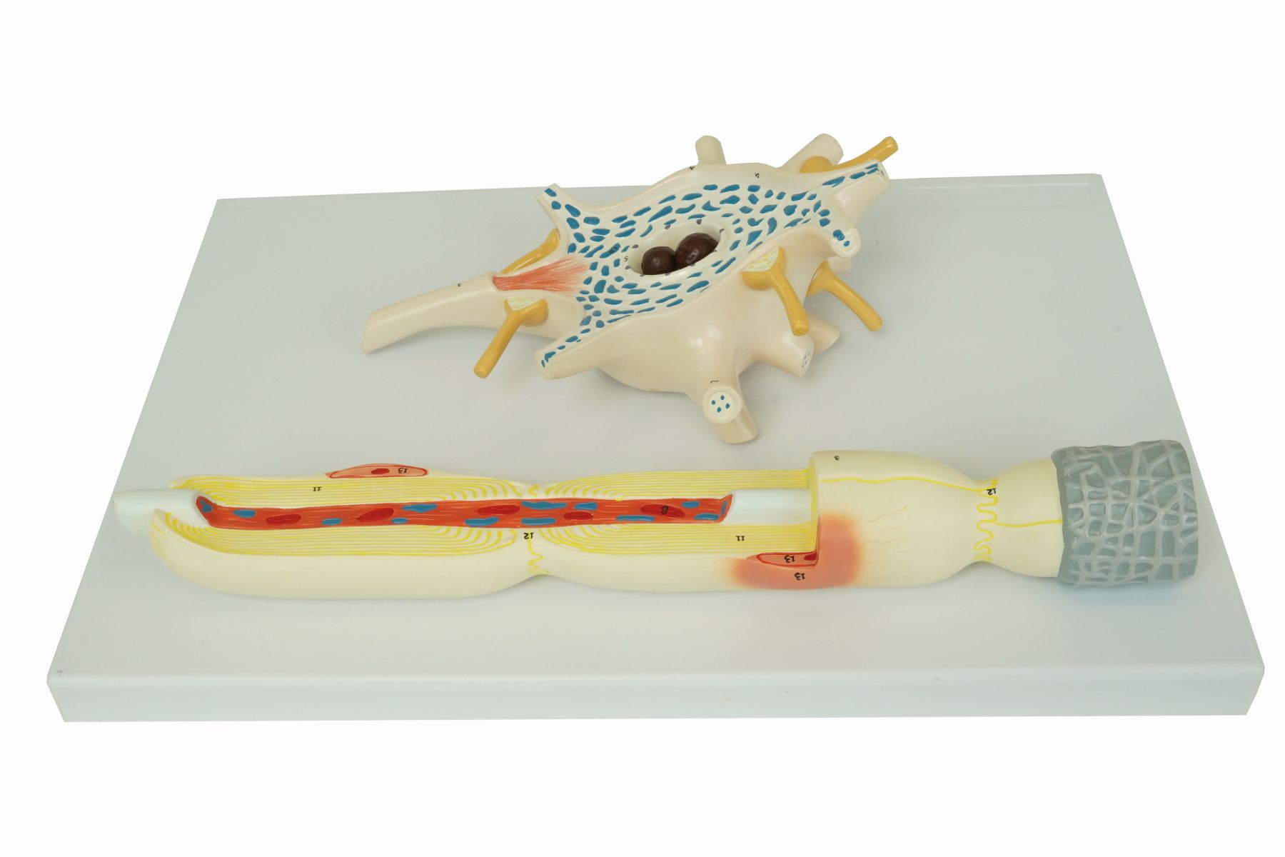 The nerve cell with Cobra SMARTsense