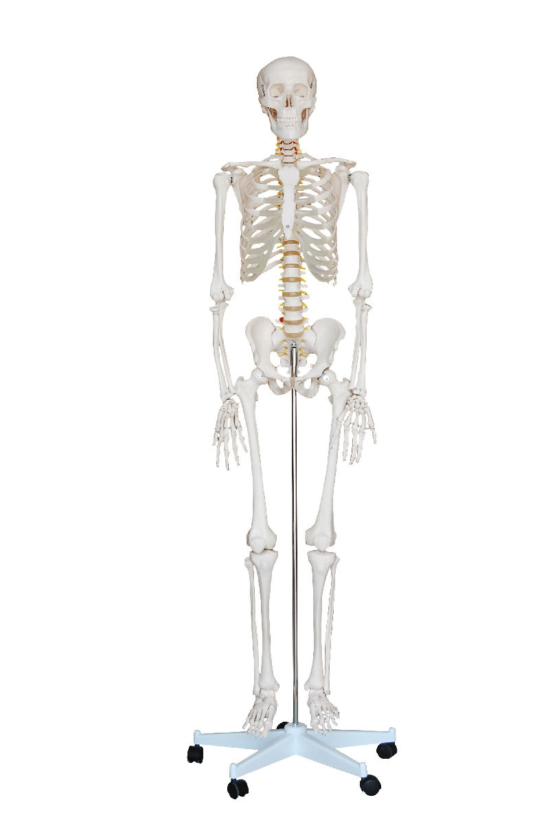 PHYWE Skeleton, 170 cm