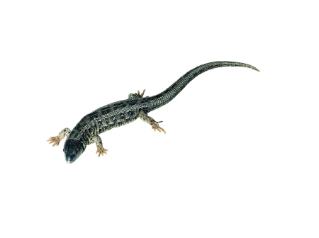 Sand Lizard, Female